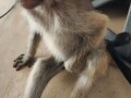 friendly-and-lovely-monkeys-small-1