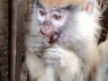 friendly-and-lovely-monkeys-small-4