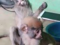 friendly-and-lovely-monkeys-small-2