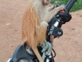 friendly-and-lovely-monkeys-small-3